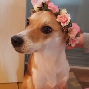 アーティフィシャルフラワーを使ってペットフォト